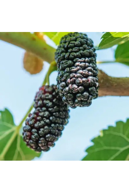 Темно-фіолетові ягоди шовковиці Чорна Баронесса.